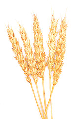 Image showing golden wheat