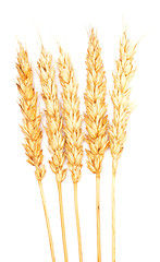 Image showing wheat 