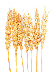 Image showing wheat