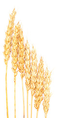 Image showing wheat ears