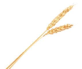 Image showing wheat