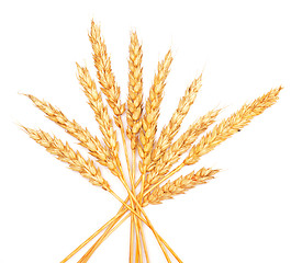 Image showing wheat ears