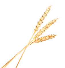 Image showing wheat