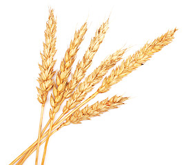 Image showing wheat ears