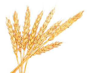 Image showing wheat