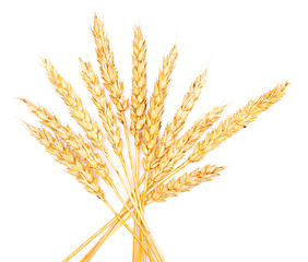 Image showing wheat