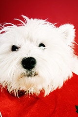 Image showing White puppy