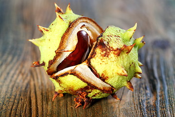 Image showing Horse chestnut.