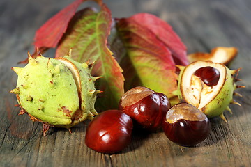 Image showing Horse Chestnut with autumn leaves.