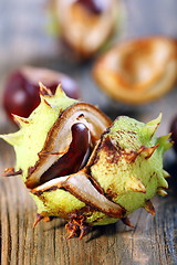 Image showing Opened conker.