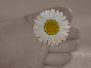 Image showing Daisied toes