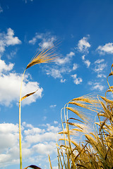 Image showing wheat of ear with blue sky