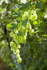 Image showing Green hops