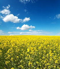 Image showing flowers of oil rape in field with blue sky and clouds