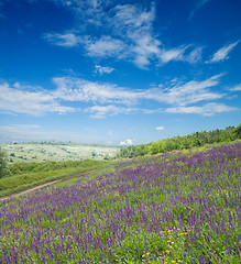 Image showing green meadow with flowers and blue sky
