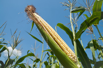 Image showing fresh raw corn on the cob with husk