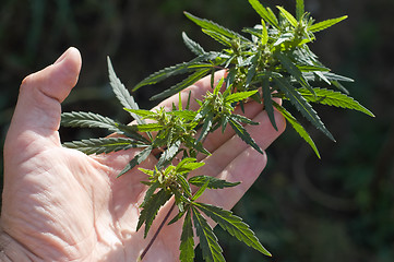 Image showing Green leaf of marijuana in a hand