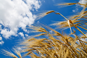 Image showing wheat of ear with blue sky