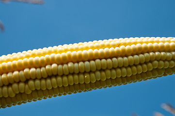 Image showing fresh raw corn on the cob