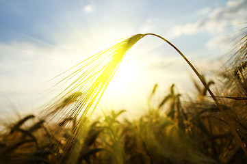 Image showing sunset on field at summer. ears of wheat sun against