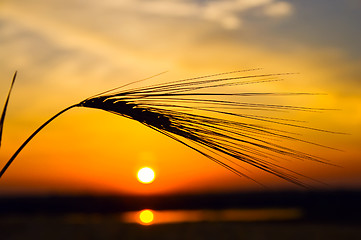 Image showing golden sunset with reflection in water and wheat