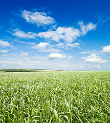 Image showing green grass under cloudy sky