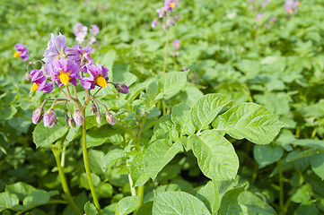 Image showing flower of potato in spring