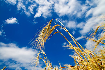 Image showing Golden wheat ears with blue sky over them