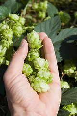 Image showing green hops in hand