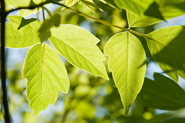 Image showing beautiful green leaves