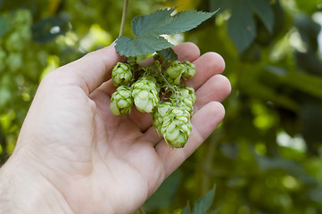 Image showing green hops in hand