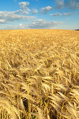 Image showing field of gold ears of wheat