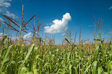 Image showing field with corn under blue sky and clouds