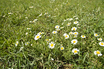 Image showing green field with white flowers