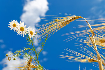 Image showing ears of wheat with chamomiles