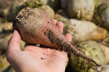 Image showing beet in hand