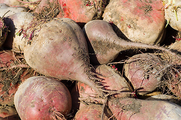 Image showing beets on field