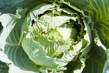 Image showing Cabbage on plant
