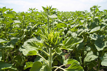 Image showing field of green sunflowers