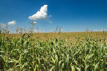 Image showing field with corn under blue sky and clouds