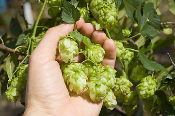 Image showing green hops in hand