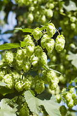 Image showing green hops