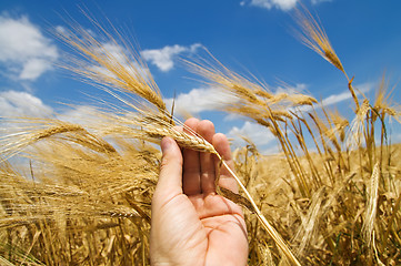 Image showing cones in the hand over new harvest