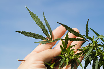 Image showing Green leaf of marijuana in a hand