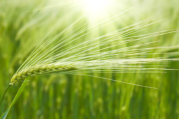 Image showing green wheat in field under sunrays