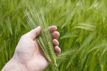 Image showing green wheat in hand