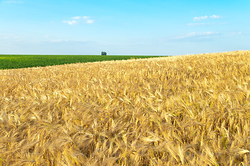 Image showing field of gold ears of wheat