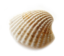 Image showing scallop shell