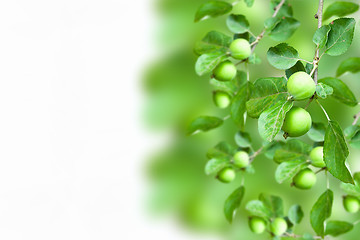 Image showing Collage - branch with apples on a white background