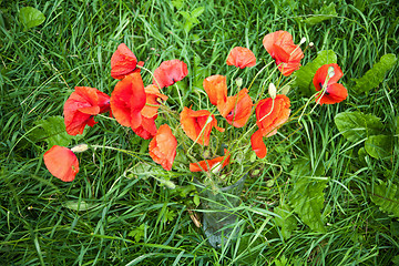 Image showing red poppies in a vase standing in green grass